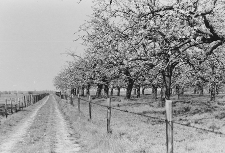 841069 Gezicht op een landweggetje langs een bloeiende boomgaard bij 't Goy (gemeente Houten).